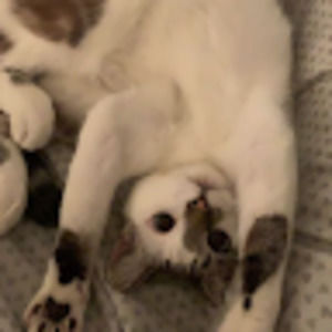 Meet your Posher, Julian